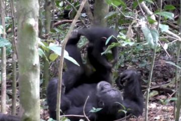 VIDEO: Chimpancé juega a los aviones con una cría (y hasta simula una turbulencia)