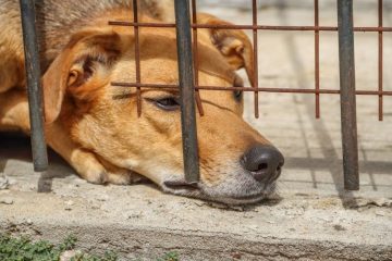 Dos años de prisión y multas de más de 13 mil pesos a quien torture a un animal