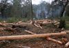 No se salvan ni las ANP, Chiapas pierde su vegetación por deforestación desmedida