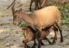 El zoológico de Chilpancingo sacrificó cuatro cabras pigmeas para la cena de Año Nuevo