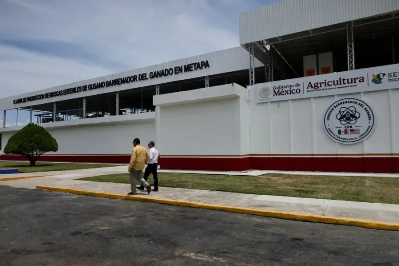 Ganado relacionado con la alerta sanitaria por gusano barrenador en México
