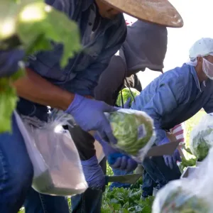 Trabajadores agricolas cosechan lechuga iceberg en Mexico ante alerta sanitaria por ciclosporiasis