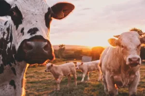 Ganado bovino en un campo rural al atardecer
