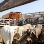 Ganado mexicano en corral para reapertura gradual de exportaciones a Estados Unidos