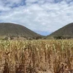 Parcela agrícola afectada por la sequía en Chiapas