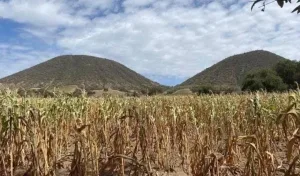 Parcela agrícola afectada por la sequía en Chiapas