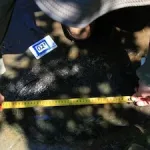 Huellas fosilizadas localizadas en San Juan de los Plátanos, Michoacán